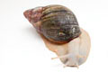 Archachatina purpurea Quinea albino body adult